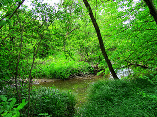Fototapeta premium A small stream flowing through a lush forest