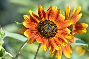 Lovely Look at a Flowering Sunflower in Bloom