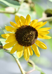Obraz premium Beautiful Sunflower Blooming and Growing in the Summer