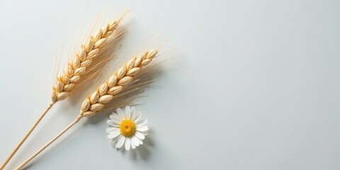 A serene arrangement featuring two stalks of golden wheat and a single daisy on a pale background