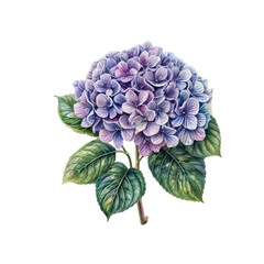 Obraz premium Watercolor Hydrangea: A detailed watercolor painting showcasing a vibrant hydrangea flower in full bloom, its delicate petals painted with shades of purple and blue, complemented by lush green leaves.