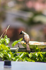 A songbird perched on a balcony eating food