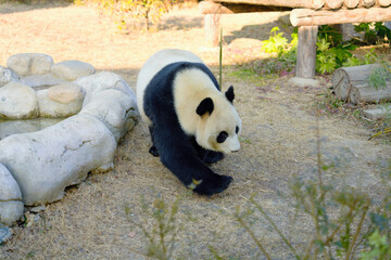 panda in the forest