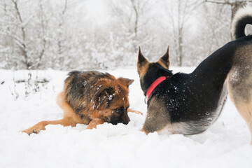 cute dogs playing in snowy forest
