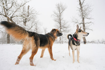 cute dogs playing in snowy forest