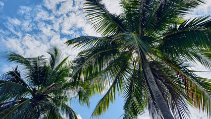 Tropical Coconut Palms Against Blue Sky and Sunlit Clouds