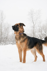 cute German shepherd dog walking in snowy forest