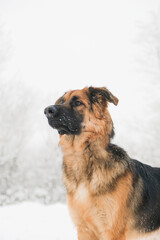 cute German shepherd dog walking in snowy forest