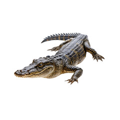 Apex Predator: A fearsome crocodile, exuding a sense of power and ancient lineage, rests in a state of watchful vigilance, perfectly captured in this striking image.