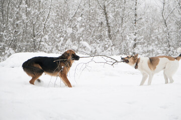 cute dogs playing in snowy forest