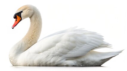 mute swan cygnus olor