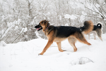 cute German shepherd dog walking in snowy forest