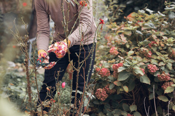 Gardener using pruning shears, taking care of roses, plants and other flowers.