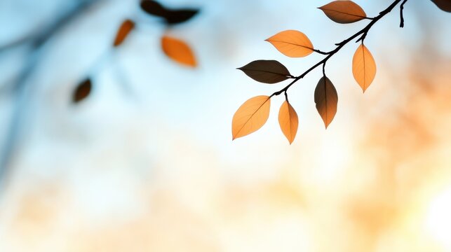 Whisper of autumn leaves gently swaying in the warm evening breeze