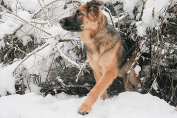 cute German shepherd dog walking in snowy forest