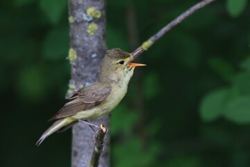 A Icterine Warbler, Hippolais icterina sits on the branch. Wildlife scene from czech nature.