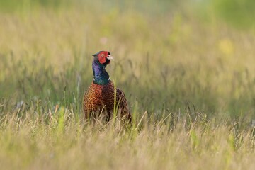 a Beautiful male common pheasant walks on the meadow. Wildlife scene from nature. Phasianus colchicus 