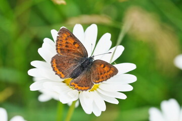 A female Butterfly purple-edged copper  sits on white daisy flower. Closeup portrait of a Butterfly purple-edged copper . Lycaena hippothoe. 
