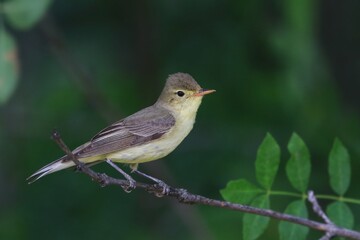 A Icterine Warbler, Hippolais icterina sits on the branch. Wildlife scene from czech nature.