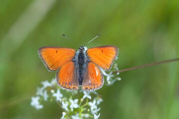 A male Butterfly purple-edged copper  sits on white  flower. Closeup portrait of a Butterfly purple-edged copper . Lycaena hippothoe. 
