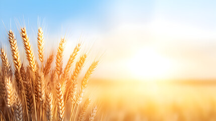 Golden wheat field basking under the warm autumn sun, symbolizing bountiful harvest and agricultural abundance