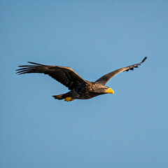 american bald eagle flying