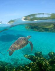 Obraz premium sea turtle swimming in the crystal clear waters