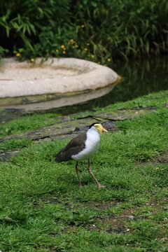 Chibis bird wild animal zoo