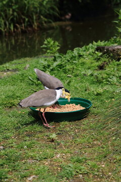 Chibis bird wild animal zoo