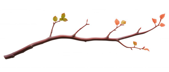 [Winter Tree Branches With Leaf Colors] Winter Tree Branch Illustration with Multi-Colored Leaves in Naturalistic Style