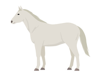 白い馬のベクターイラスト