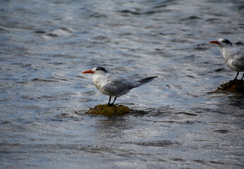 Tern Standing on a Rocky Out Cropping