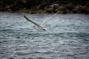 Cawing and Flying Tern Over the Ocean