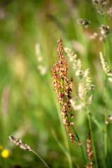 Wild flowers Sorrel, Sheeps Irish wild flora , Ireland