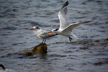 Wings Outstretched on a Tern Flying Over Water