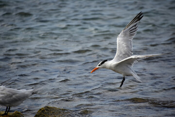 Tern Coming in for a Landing on a Rock