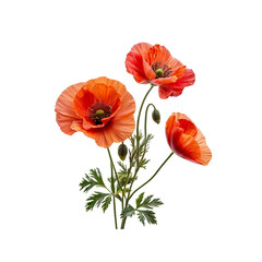 Orange Poppy Flowers Bouquet: Three vibrant orange poppy flowers with delicate green foliage create a captivating floral arrangement, showcasing the beauty and elegance of nature. 