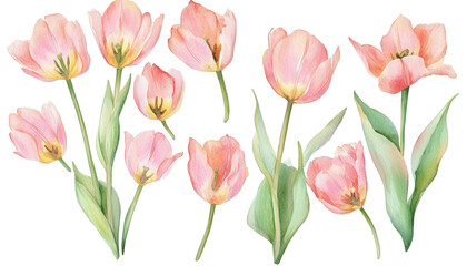 Obraz premium Watercolor Pink Tulips Floral Arrangement Spring Blossom Botanical Illustration Delicate Flowers