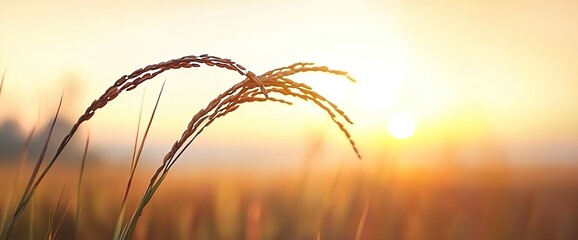Obraz premium A close-up of rice ears against the backdrop of a sunrise in an autumn field, symbolizing the harvest season and agriculture. 