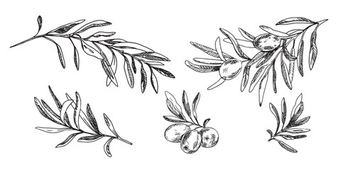 Olive branches and fruits set isolated on background. Hand drawn Vector, Ink graphic illustration. Can be used for menu, logos and products, food packaging design