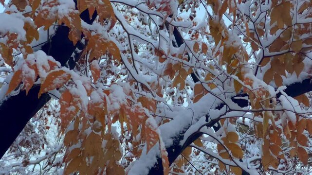 Golden autumn leaves covered in freshly fallen snow create striking contrast, symbolizing the anomaly of sudden winter weather. Scene captures nature's unpredictability and clash of two seasons.