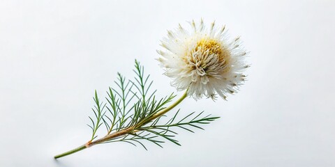 Obraz premium Minimalist Dried White Ozothamnus Rosmarinifolius Flowers on White Background