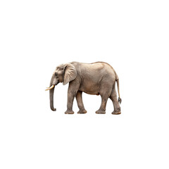 Fototapeta premium African Elephant Profile: A majestic African elephant stands in profile, its wrinkled grey skin and long ivory tusks contrasting against the clear background.