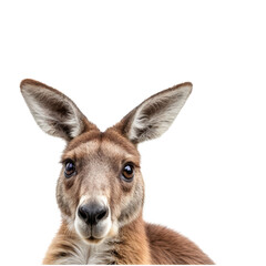 Fototapeta premium Curious Kangaroo Close Up: A captivating portrait of a red kangaroo, gazing directly at the viewer with large, expressive eyes and distinctive features.