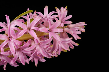 Delicate spring flower of pink Hyacinth isolated on black  background, close up