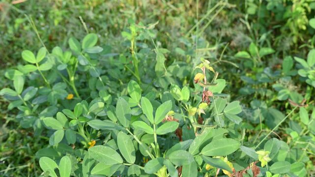 Peanut plant in field. Its other names Arachis hypogaea, groundnut, goober pea, pindar pea and &nbsp;monkey nut. This is a&nbsp;legume&nbsp;crop grown mainly for its edible&nbsp;seeds.