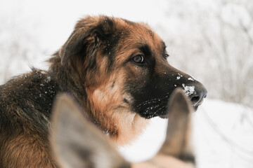 cute German shepherd dog walking in snowy forest