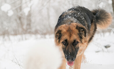 cute German shepherd dog walking in snowy forest