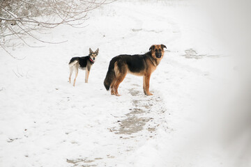 cute dogs walking in snowy forest