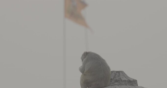 Jaipur, Rajasthan, India. Ungraded C LOG 2 Monkey Sits On Top Of Tower Of Hindu Temple. Bonnet Macaque - Macaca Radiata Or Zati. Every Day Life Of India. Monkey Combing Out Fleas